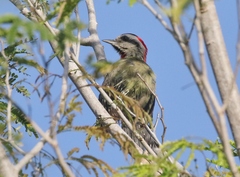 Xiphidiopicus percussus