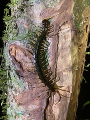 Scolopendra dehaani