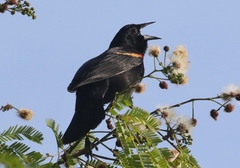 Agelaius assimilis