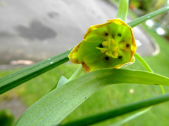 Fritillaria acmopetala