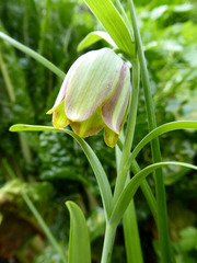 Fritillaria acmopetala