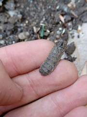 Hermetia illucens