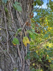Toxicodendron radicans