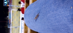Trimerotropis pallidipennis