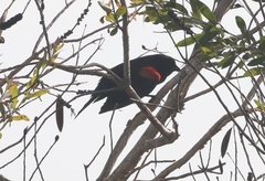 Agelaius assimilis