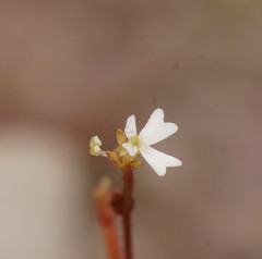 Stylidium tenerum