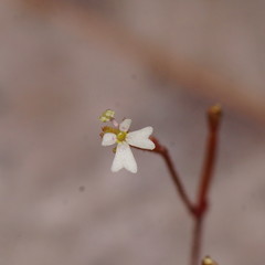 Stylidium tenerum