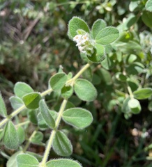 Pimelea altior