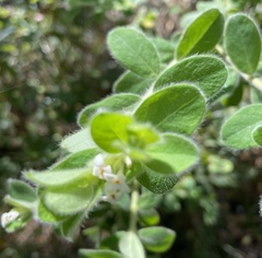 Pimelea altior