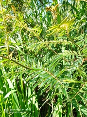 Mimosa pigra