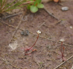 Stylidium tenerum