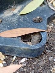 Hermetia illucens