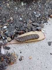 Hermetia illucens