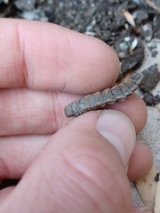 Hermetia illucens