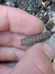 Hermetia illucens