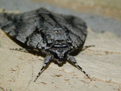 Catocala vidua