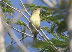 Vireo gundlachii