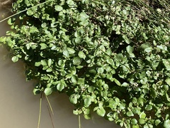 Nasturtium officinale