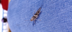 Trimerotropis pallidipennis