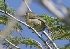 Vireo gundlachii