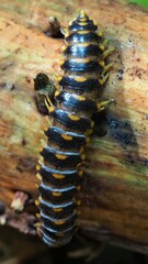 Arthrophaga myriapodina