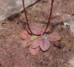 Stylidium tenerum