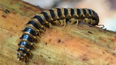 Arthrophaga myriapodina