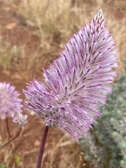 Ptilotus exaltatus