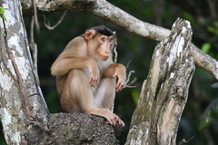 Macaca nemestrina
