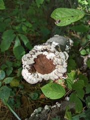 Trichaptum abietinum