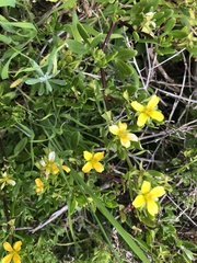 Roepera billardierei