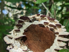 Trichaptum abietinum