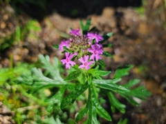 Glandularia chiricahensis