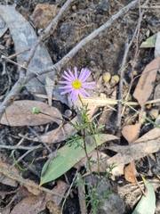 Brachyscome multifida