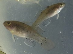 Stigmatogobius pleurostigma
