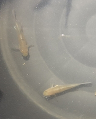 Stigmatogobius pleurostigma