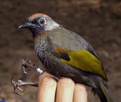 Trochalopteron melanostigma