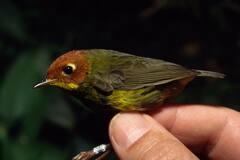 Cettia castaneocoronata