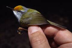 Phyllergates cucullatus