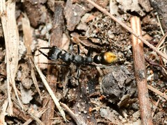 Myrmecia gilberti