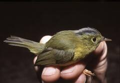 Phylloscopus omeiensis