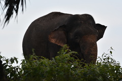 Elephas maximus borneensis