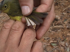 Phylloscopus valentini