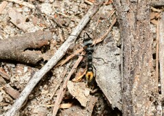 Myrmecia gilberti