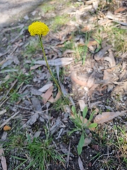 Craspedia variabilis