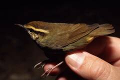 Urosphena squameiceps