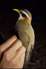 Pomatorhinus schisticeps
