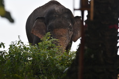 Elephas maximus borneensis