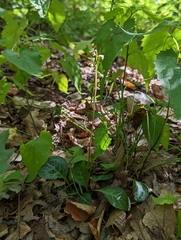 Pyrola americana