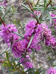 Hypocalymma robustum